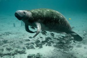 attention-boaters-watch-out-for-florida-manatees-riviera-dunes-marina