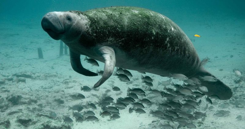 Attention Boaters: Watch Out for Florida Manatees!
