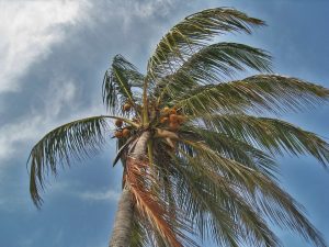 6 Tips for Prepping for Hurricane Season Riviera Dunes Marina Blog