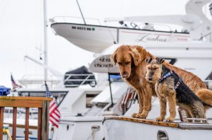 8 Tips for Boating with Your Pups Riviera Dunes Marina Blog