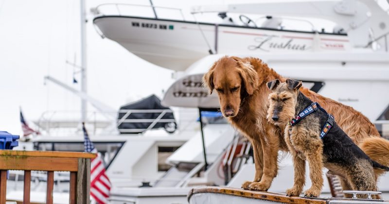 8 Tips for Boating with Your Pups
