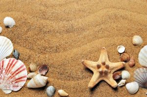 3 Shelling Hot Spots Near Palmetto, FL Riviera Dunes Marina Blog