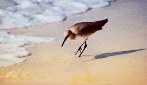 Three Popular Birding Spots Near Riviera Dunes Marina