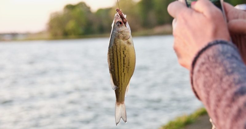 Top 5 Live Fishing Bait For Bradenton’s Freshwaters