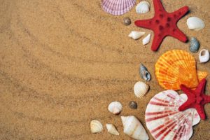 3 Places For Shelling Near Riviera Dunes Marina