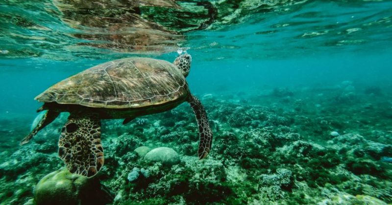 Learn About Sea Turtles In Sarasota!