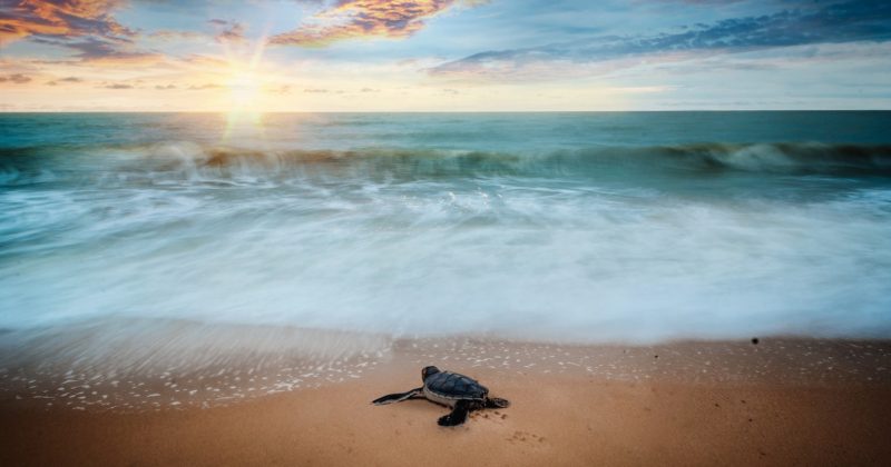 How To Navigate Through Sea Turtle Nesting Season in Sarasota
