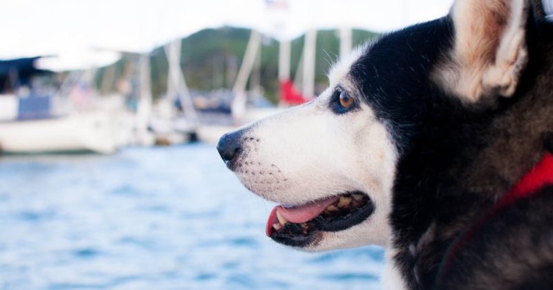 6 Tips For Bringing Your Dog On Your Boat