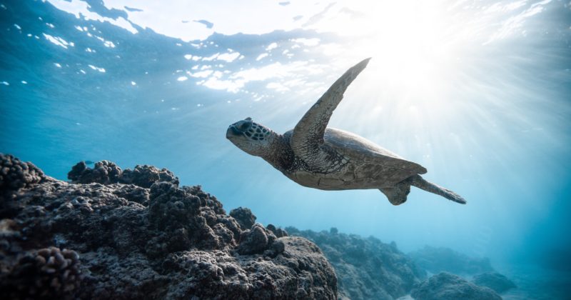 Watch Out For Manatees and Sea Turtles While Boating!