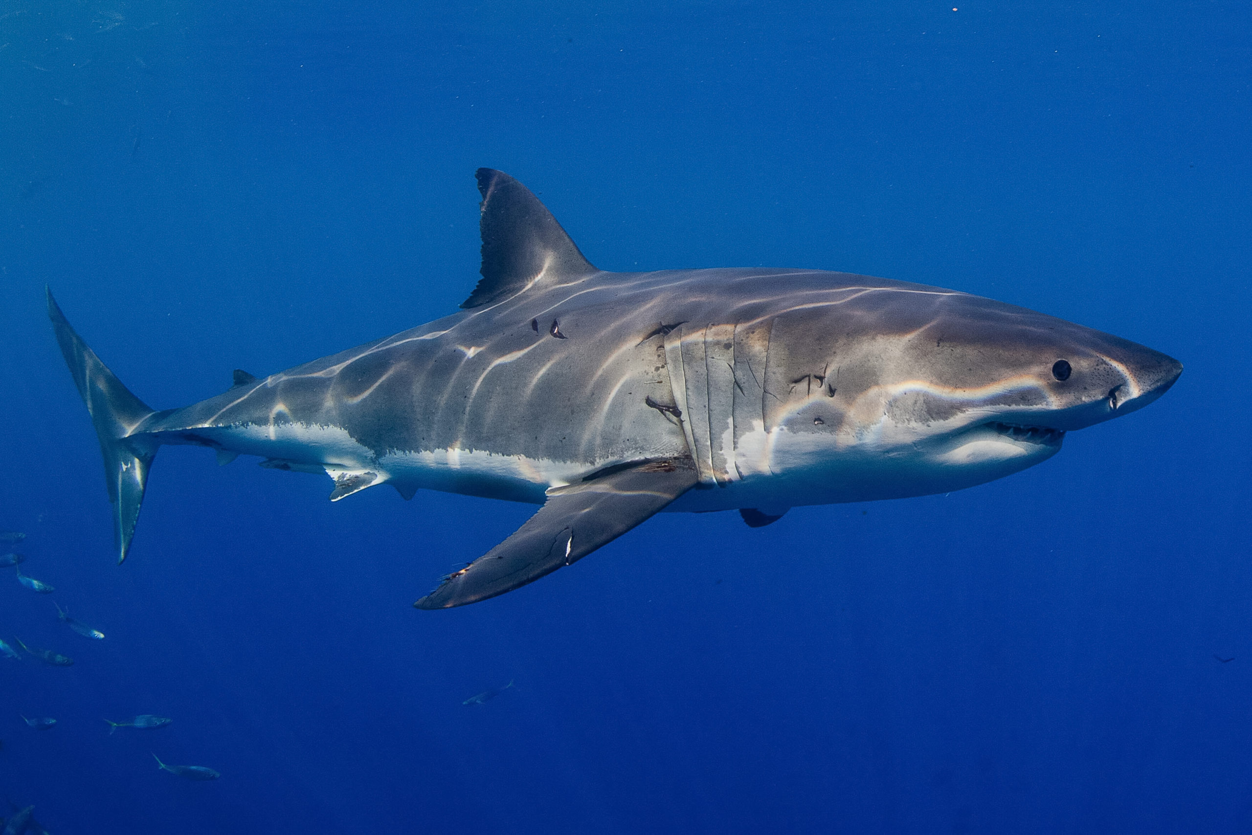 Great White Sharks Are Migrating To Florida’s East Coast