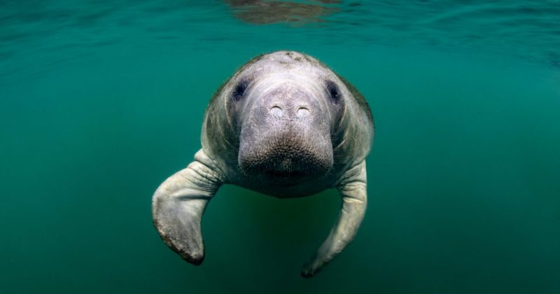 To Protect Manatees, Boating Safety Education is Encouraged