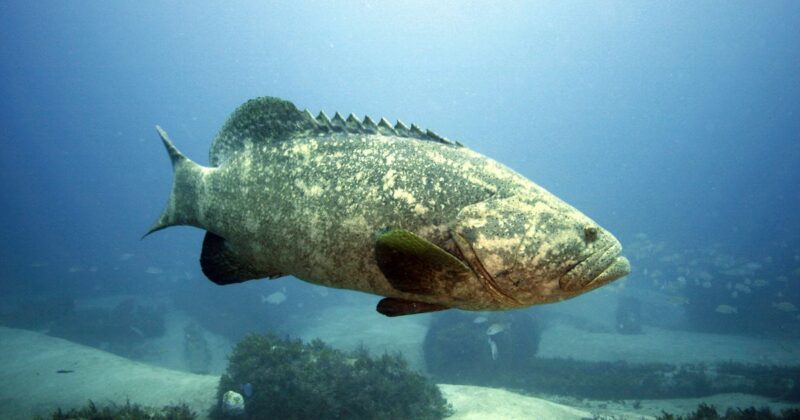Florida Advances Possibility Of Fishing Goliath Groups Again