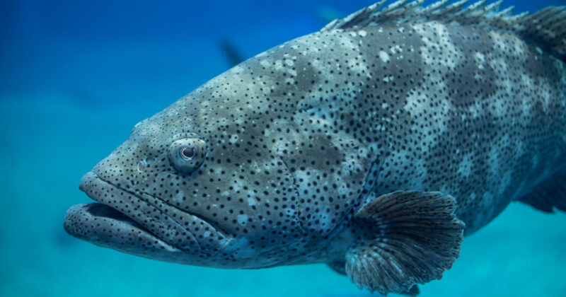 The Goliath Grouper: Florida Fishermen Might Have Another Chance